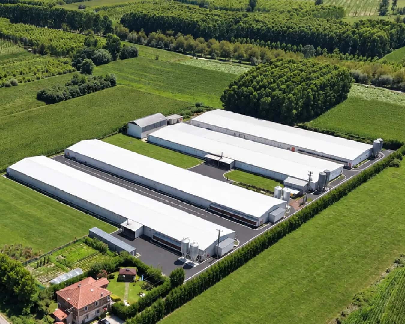 Ersa Çiftlik Ballıca Kümesi tesisinin havadan genel görünümü: yeşil tarlalar ve kavaklıklarla çevrili kümes binaları, Düzce